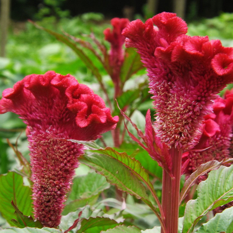 500 Pcs Cockscomb Celosia Seeds-Plantjoyfarm-Flower Seeds