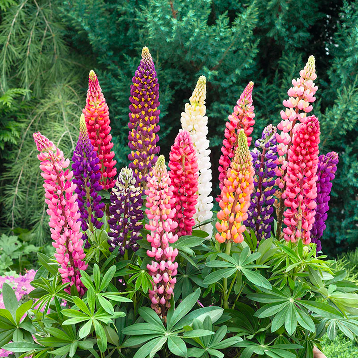 Lupine Flower Seeds - Mixed Color-Plantjoyfarm-Flower Seeds
