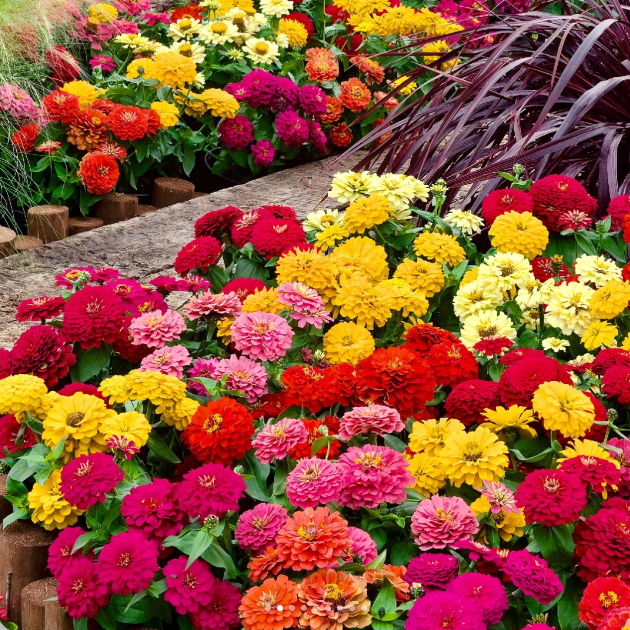 🌺Double Dwarf Zinnia Seeds-Plantjoyfarm-Garden Seeds,best selling