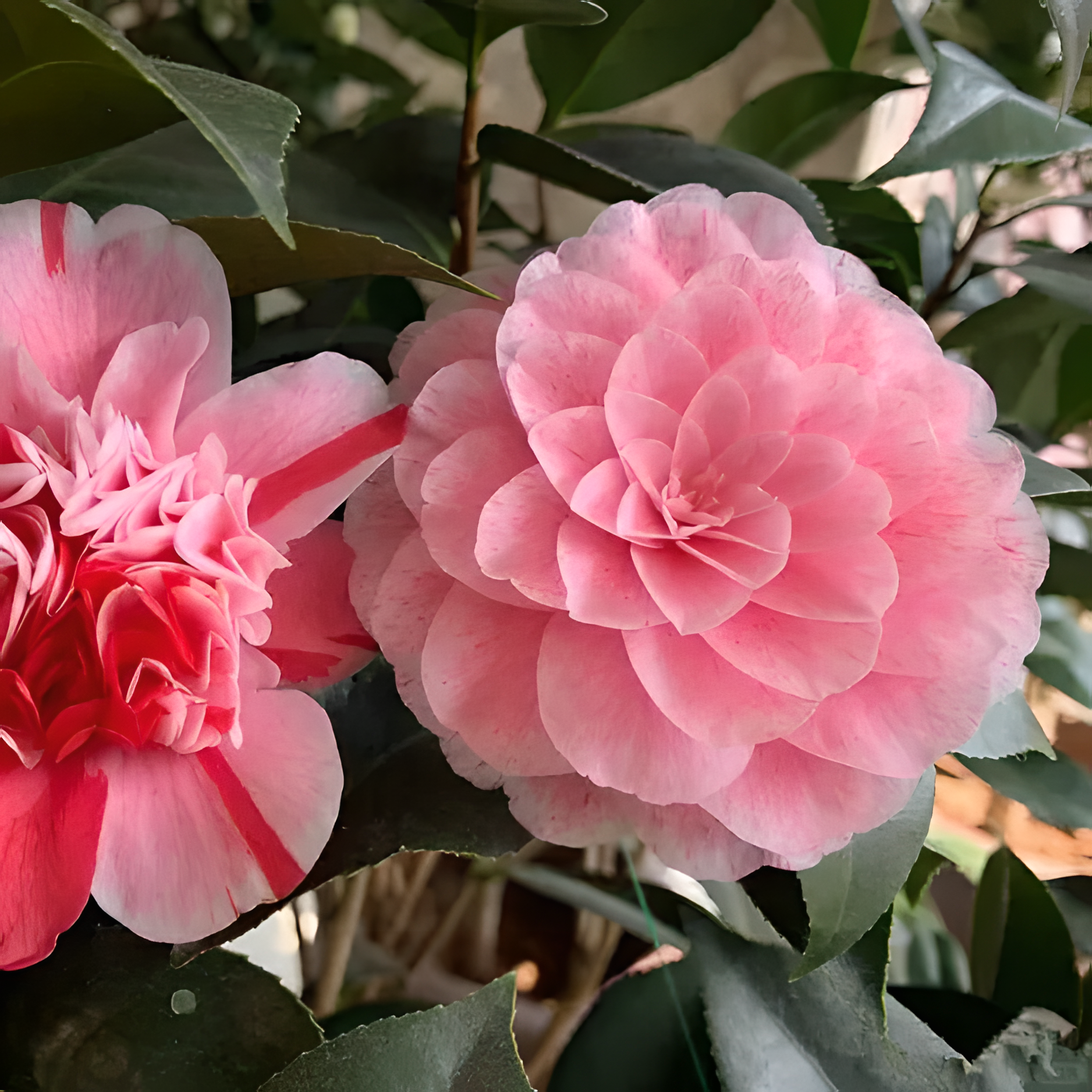 🌼Five-Color Camellia—Ideal Love-Plantjoyfarm-best selling,Garden Seeds