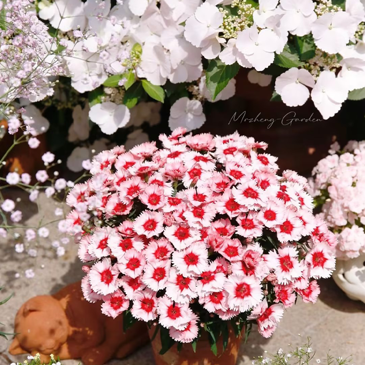 Strawberry Colored Dianthus Potted Plant-Plantjoyfarm-Garden Seeds,best selling