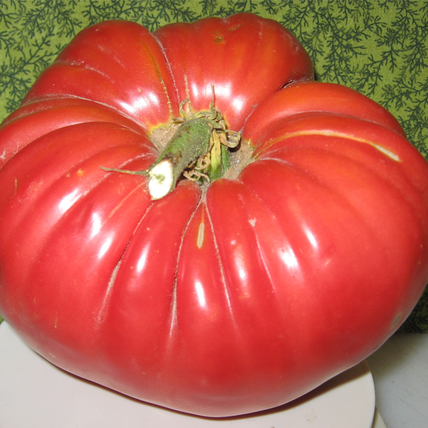 Giant Monster Tomato Seeds-Plantjoyfarm-Garden Seeds,Tomato,best selling