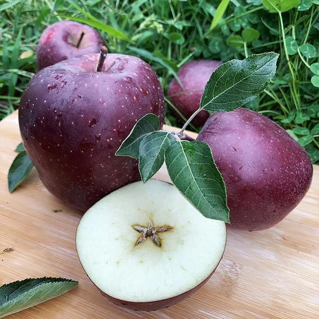 Rare Black Diamond Apple Seeds-Plantjoyfarm-Fruit Seeds,best selling