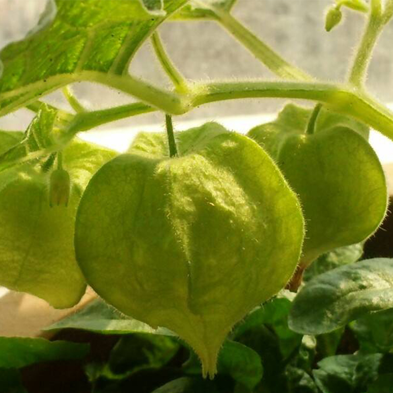 Creamy Maiden Fruit Seeds-Plantjoyfarm-