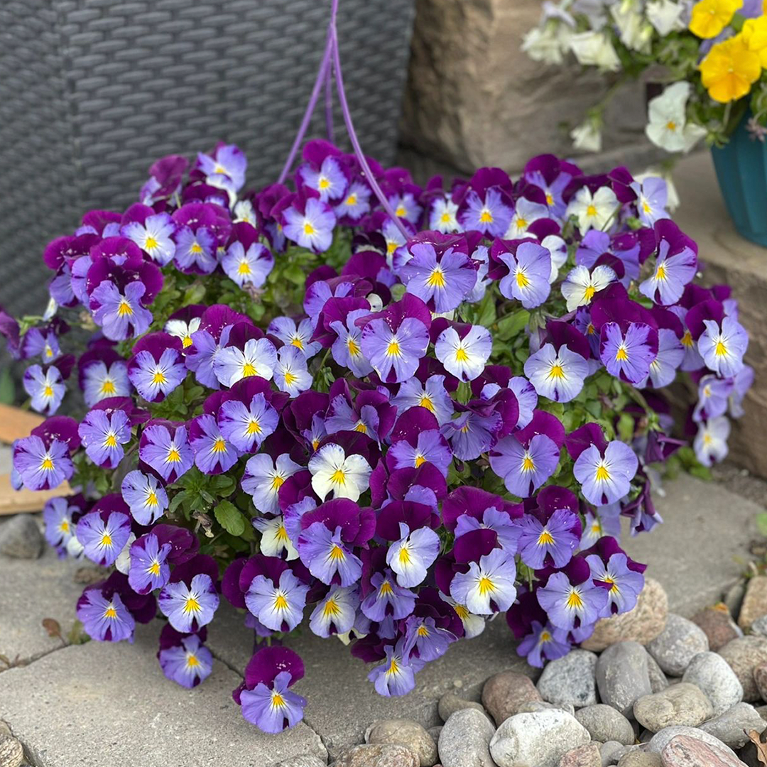 Pansy Seeds - Mix-Plantjoyfarm-Flower Seeds
