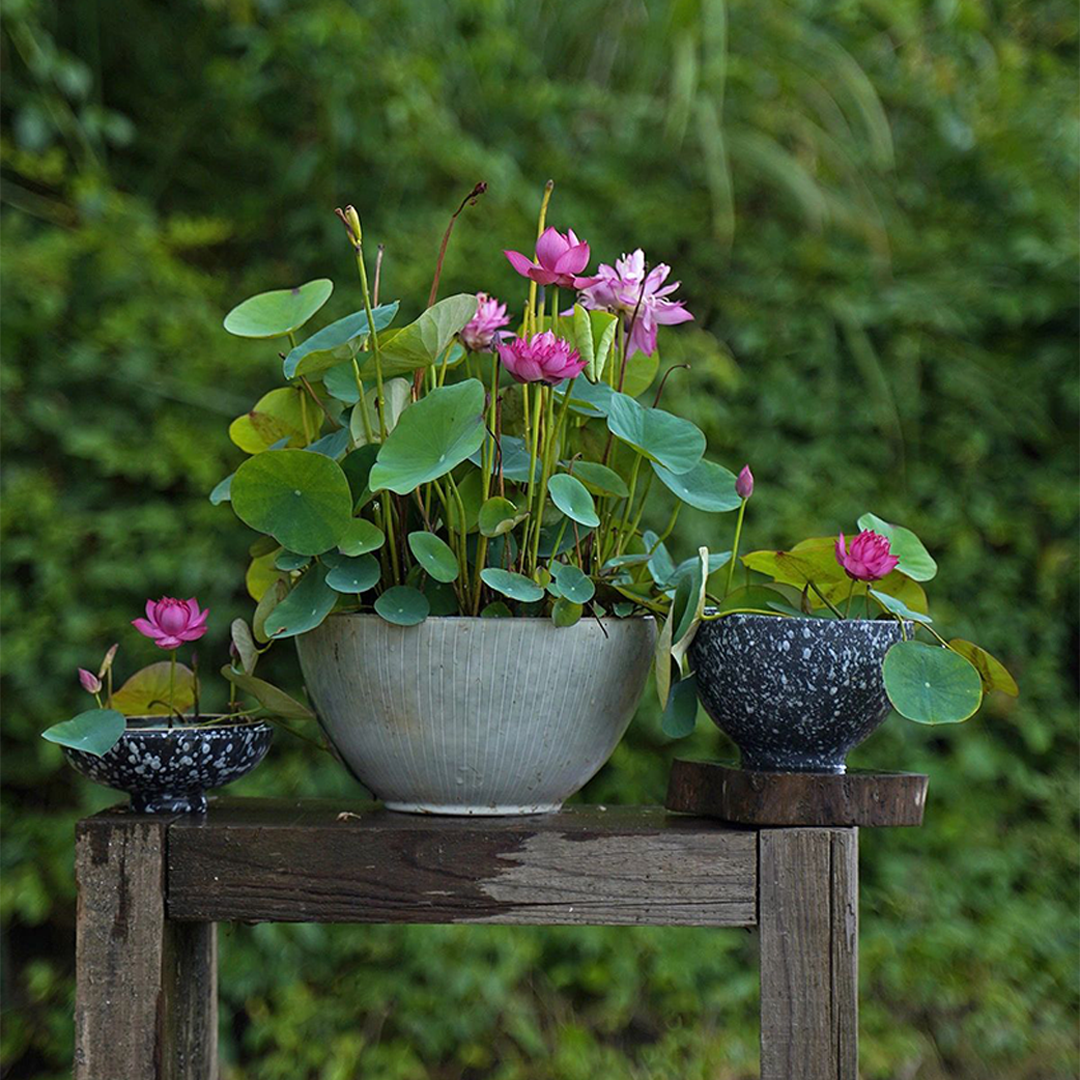 Bowl Lotus: Embracing Zen through Blossoms-Plantjoyfarm-Flower Seeds