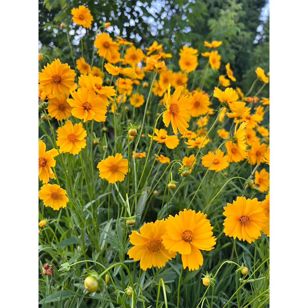 Lance-Leaf Coreopsis Seeds-Plantjoyfarm-Flower Seeds