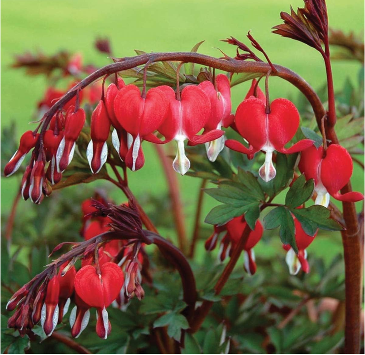 Ocean Bleeding Heart Seeds ~ Dicentra Spectabilis ~ Gifts ~ Grow Your Own ~ Spring Flowers-Plantjoyfarm-Flower Seeds,Garden Seeds,best selling