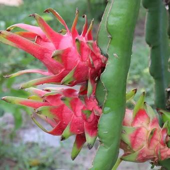 Multi-colored Dragon Fruit Seeds-Plantjoyfarm-Fruit Seeds,best selling