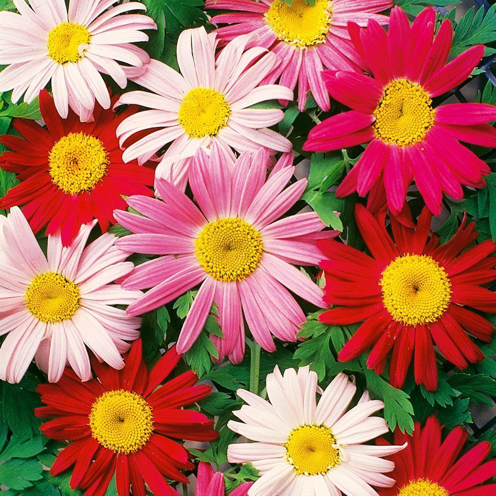 50Pcs Painted Daisy Seeds, Single Mixed Colors-Plantjoyfarm-flower,full sun,Garden Seeds,good for cut flowers,best selling