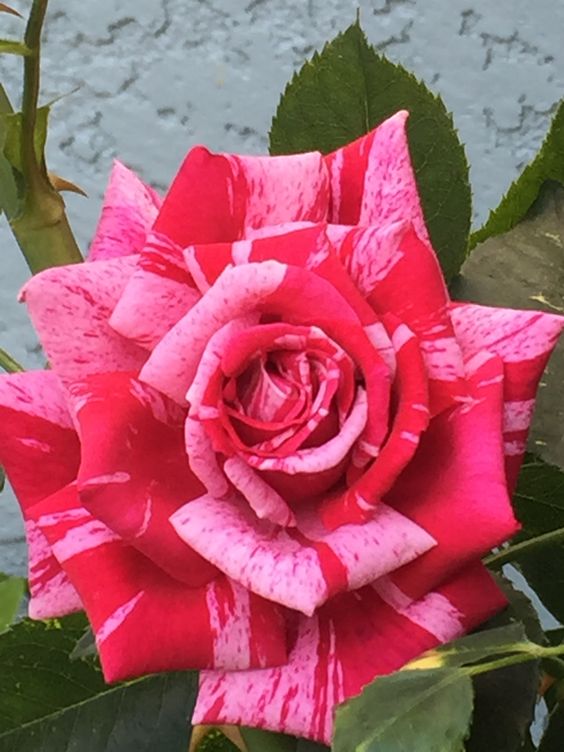 Rose red white Miniature Rose-Plantjoyfarm-Flowers Seeds,Garden Seeds,Rose seeds,best selling