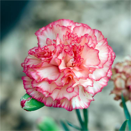 🌼Multi-Colored Carnation Seeds-Pure Love-Plantjoyfarm-Flower Seeds