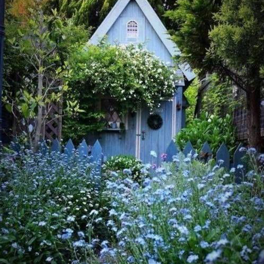 Perennial Blue Flax Seeds-Plantjoyfarm-Flower Seeds