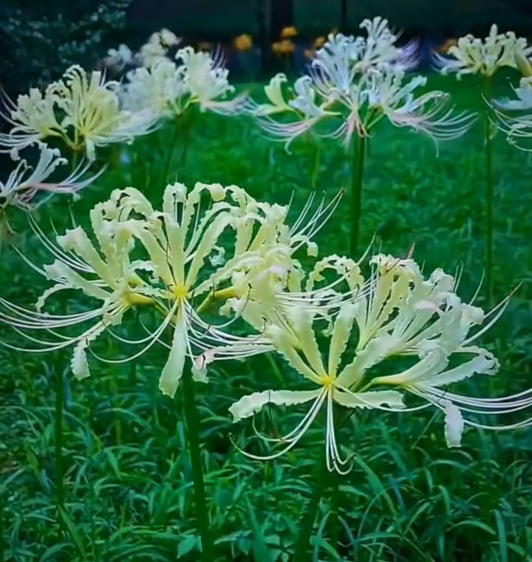 Higanbana Spider Lily Equinox Flower Bulbs-Plantjoyfarm-best selling,Garden Seeds