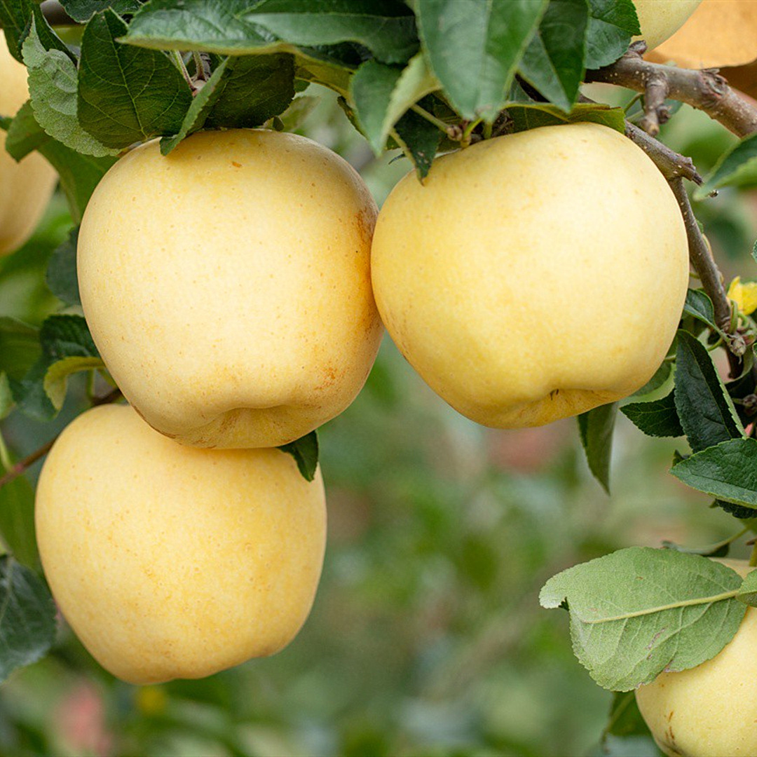 Golden Apple Seeds-Plantjoyfarm-