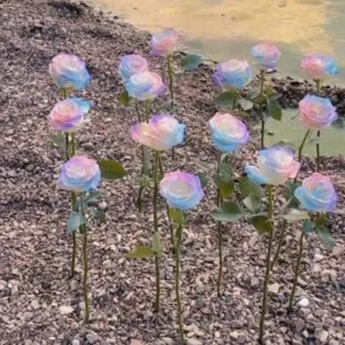 Rare Seeds - Datura Langaros Roses of the Western Regions-Plantjoyfarm-Flowers Seeds,Garden Seeds,best selling,Rare Rose