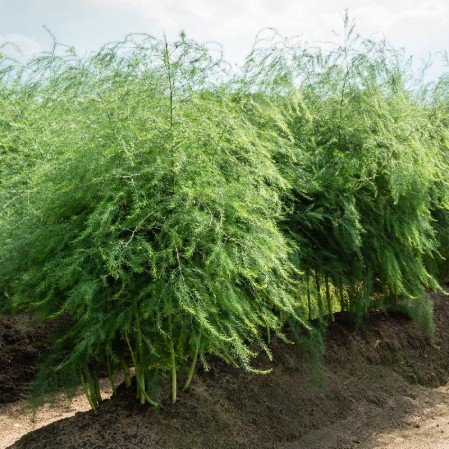 Planting Asparagus Seeds All Seasons-Plantjoyfarm-Vegetable Seeds,best selling