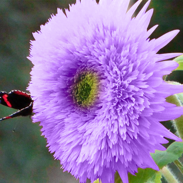 Purple Teddy Bear Sunflower Seeds| Home Garden-Plantjoyfarm-Sunflower Seeds,best selling