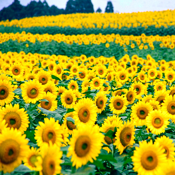 50 Seeds Mammoth Russian Sunflower Seeds-Plantjoyfarm-Flowers,Sunflower Mammoth,Sunflower Seeds,best selling