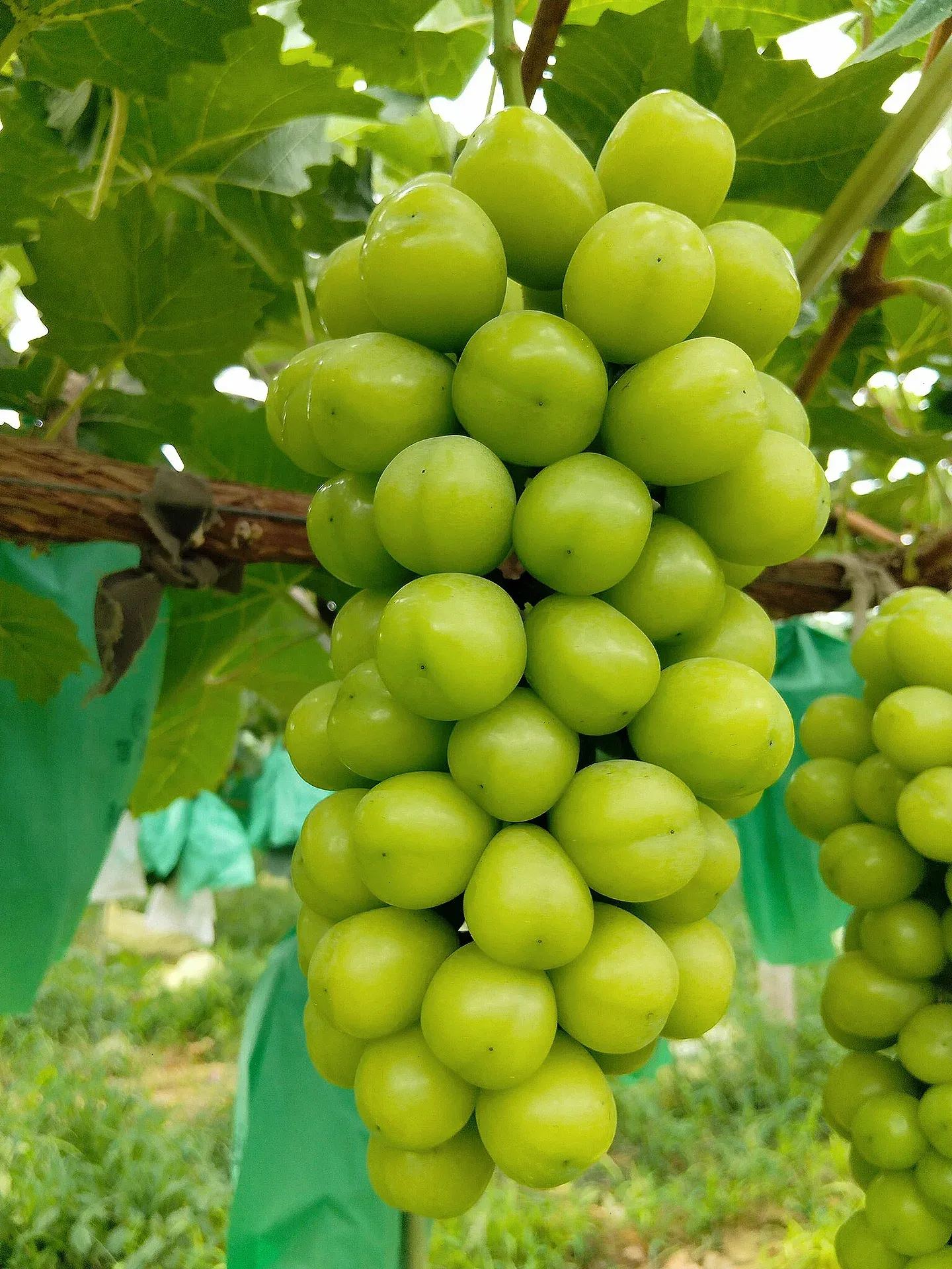 Shine Muscat Tree Seeds-Sunshine Rose Grapes(🪴Can be potted)-Plantjoyfarm-