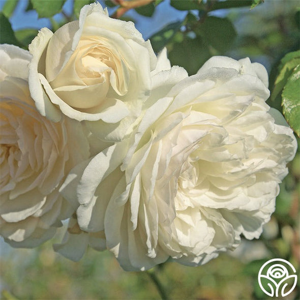 🌹Climbing Rose Seeds - Luck Rises-Plantjoyfarm-best selling,Garden Seeds