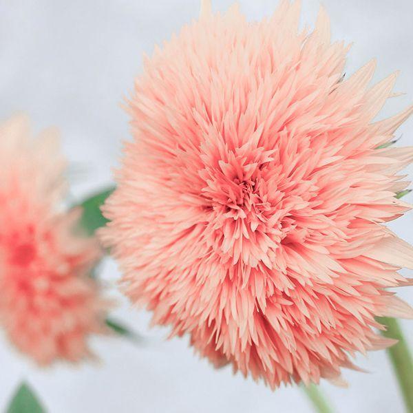 Pink Pooh Sunflower-Plantjoyfarm-Sunflower Seeds,best selling