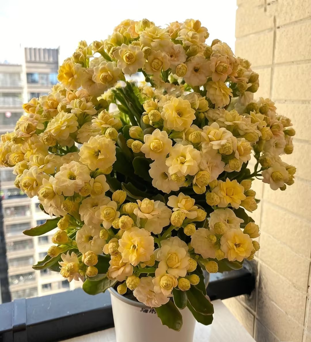 Kalanchoe Seed Garden Planting-Plantjoyfarm-Flower Seeds,Garden Seeds,best selling