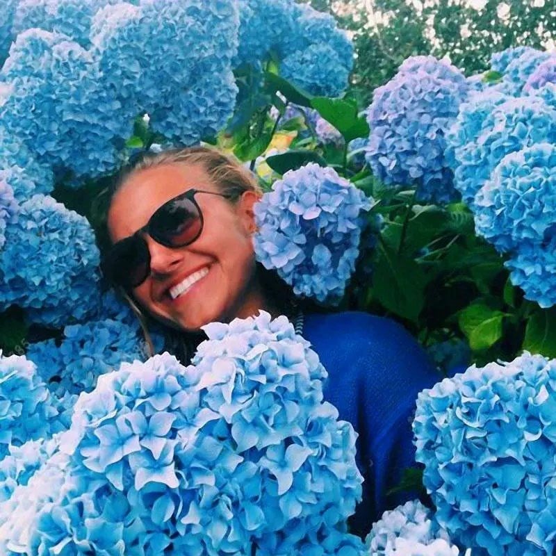 🔥Last Day 49%OFF - Colorful Giant Hydrangea Seeds-Perennial Flower Seeds