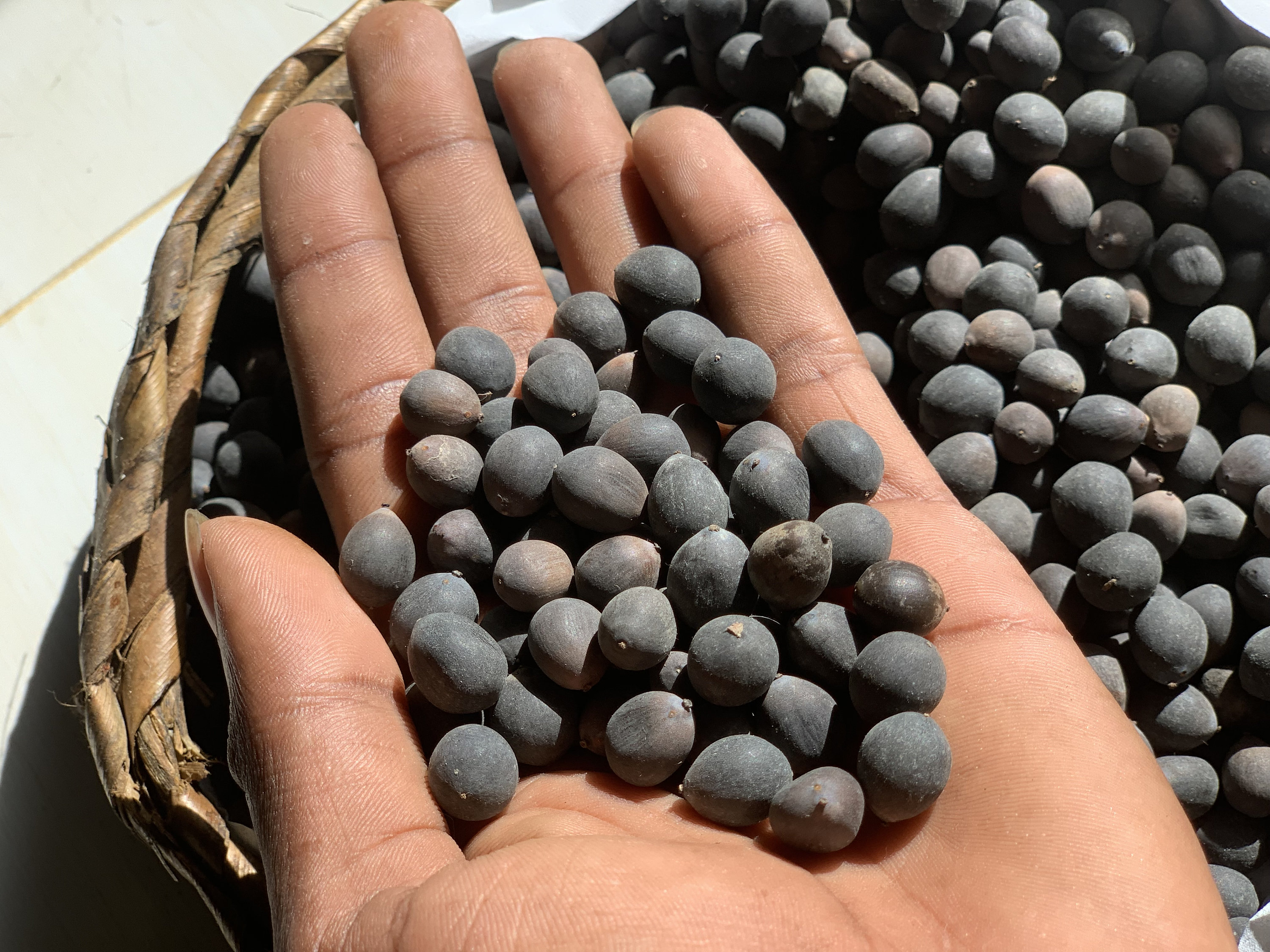 10 Rare Rainbow Lotus Seeds - Bowl Water Lily Hydroponic Plants - Fast Growing-Plantjoyfarm-Flower Seeds,Garden Seeds,best selling