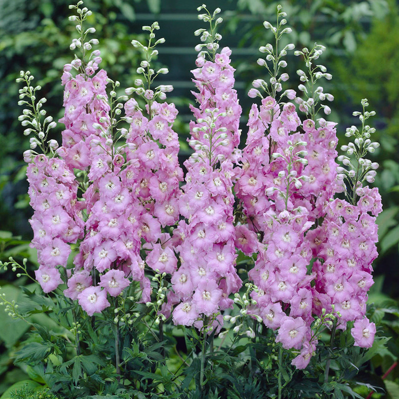🌼🦋Mix-Colored Delphinium Seeds-Plantjoyfarm-new,Flower Seeds