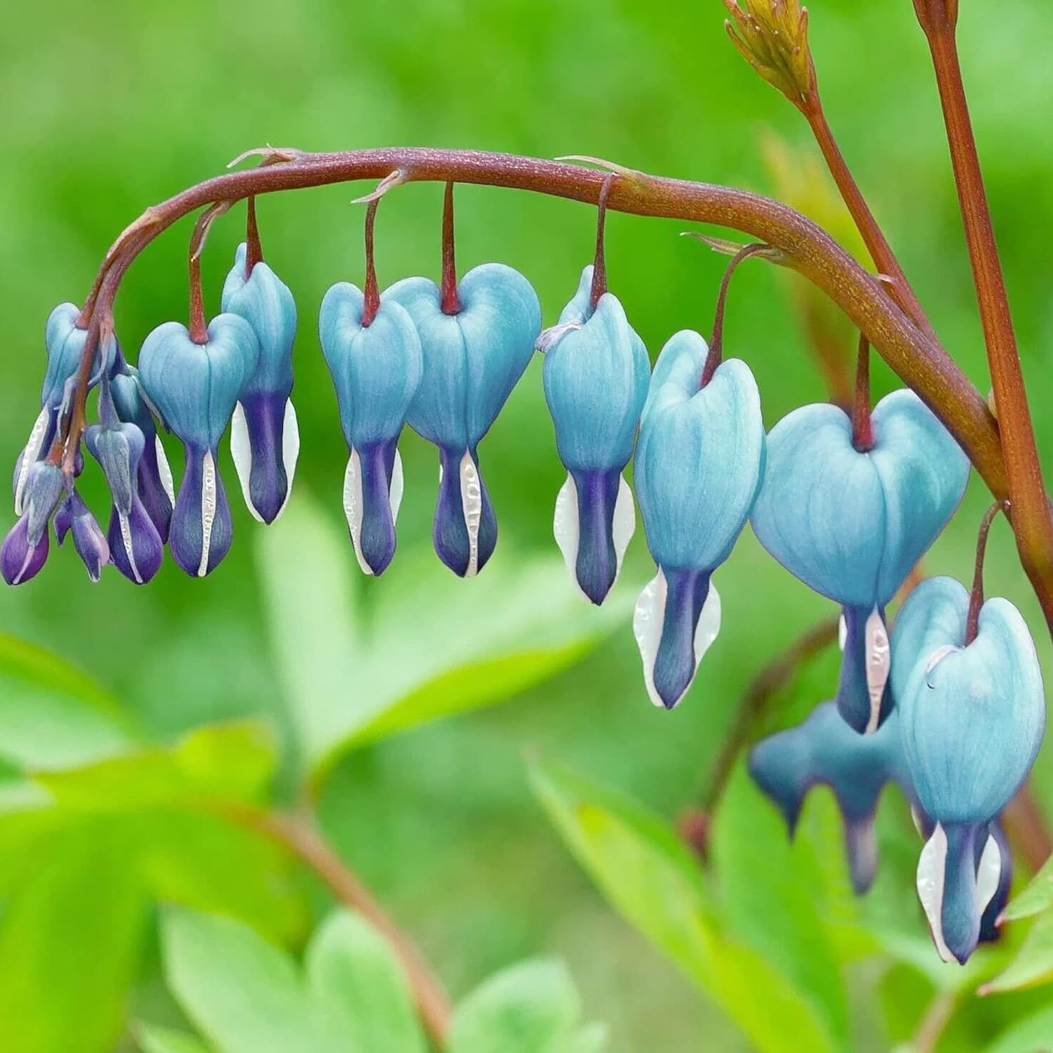 Ocean Bleeding Heart Seeds ~ Dicentra Spectabilis ~ Gifts ~ Grow Your Own ~ Spring Flowers-Plantjoyfarm-Flower Seeds,Garden Seeds,best selling