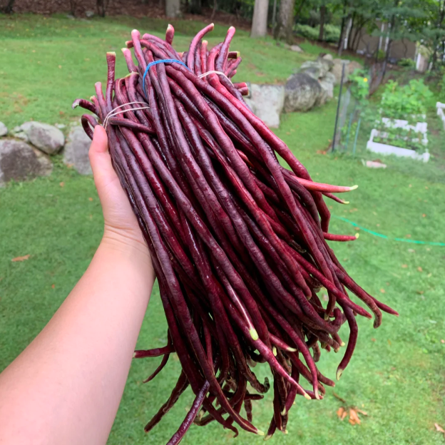 🫘Bean Amethyst-Plantjoyfarm-best selling,Vegetable Seeds