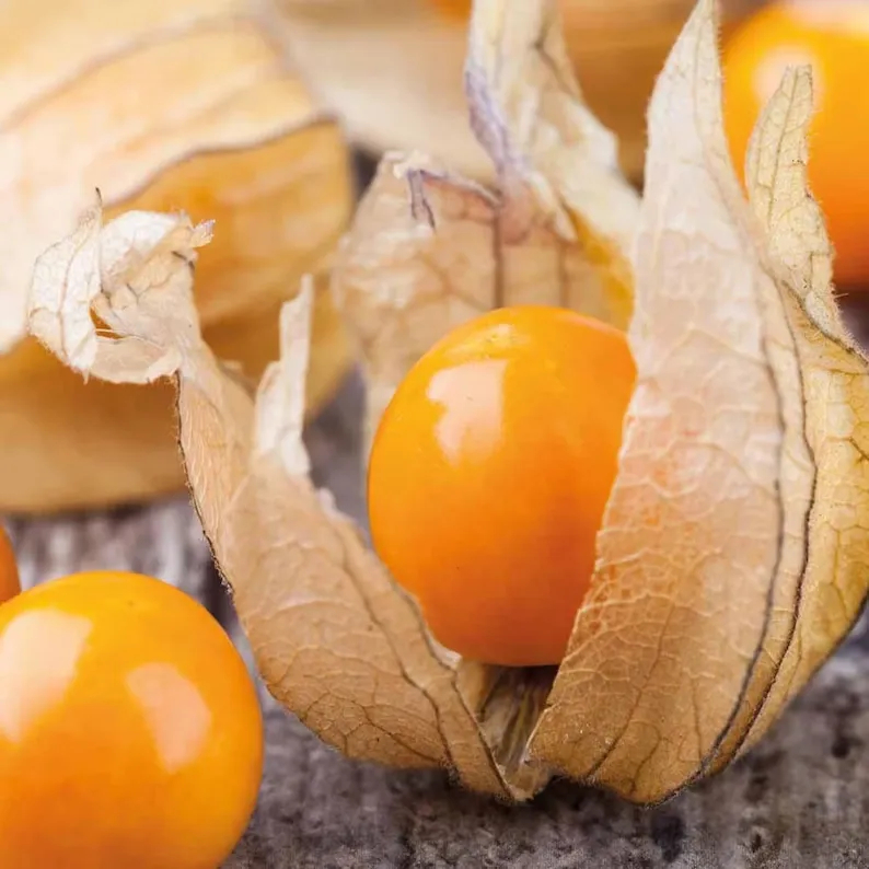 🎉65% OFF💥🔥Lantern Cherry Seeds🍓🍒Winter Ground Cherry-Strawberry Ground Cherry-Plantjoyfarm-