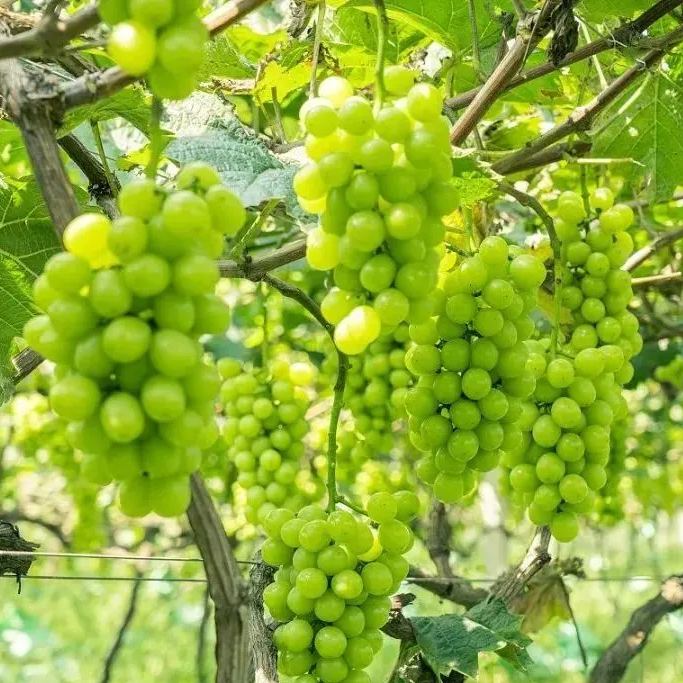 Shine Muscat Tree Seeds-Sunshine Rose Grapes(🪴Can be potted)-Plantjoyfarm-