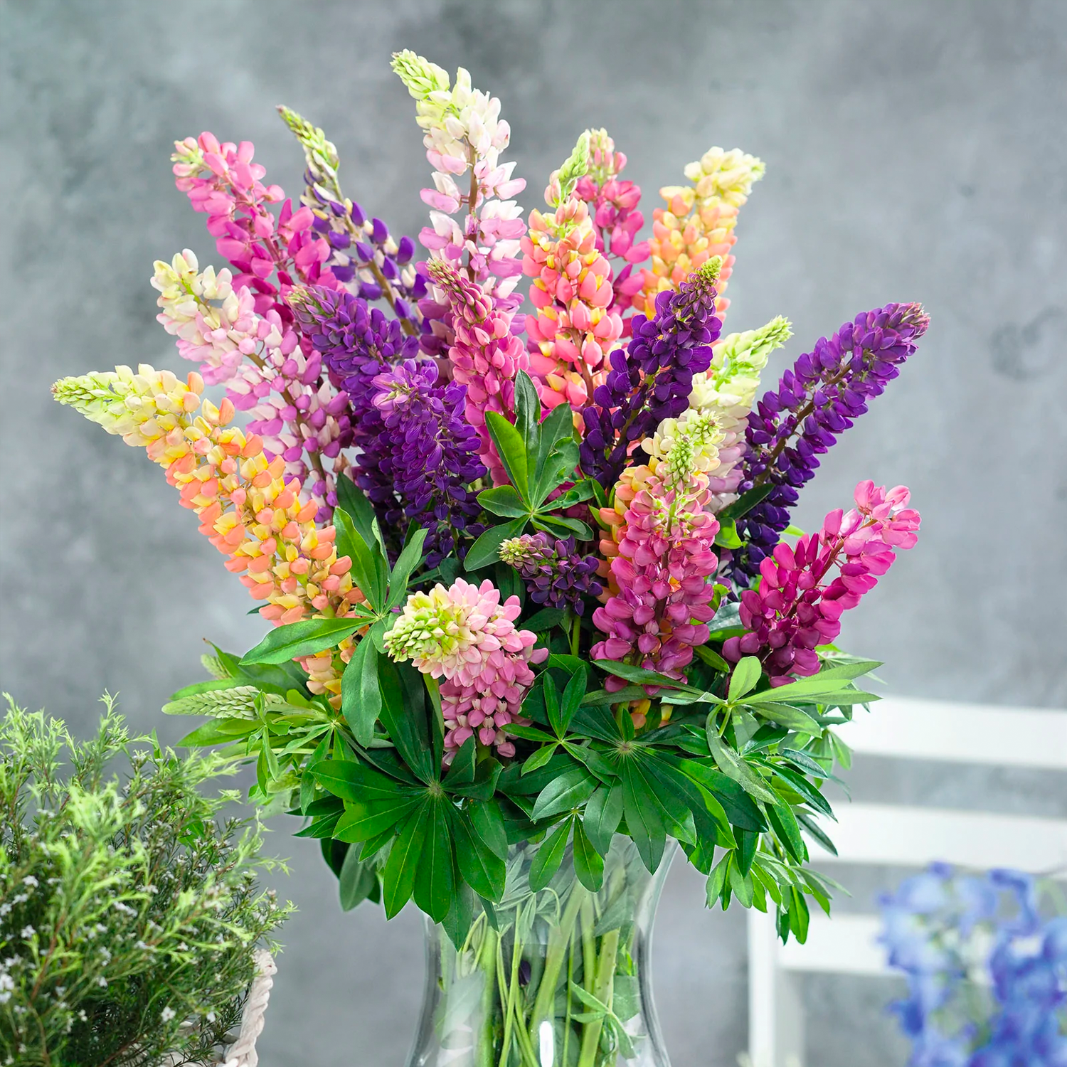 Lupine Flower Seeds - Mixed Color-Plantjoyfarm-Flower Seeds