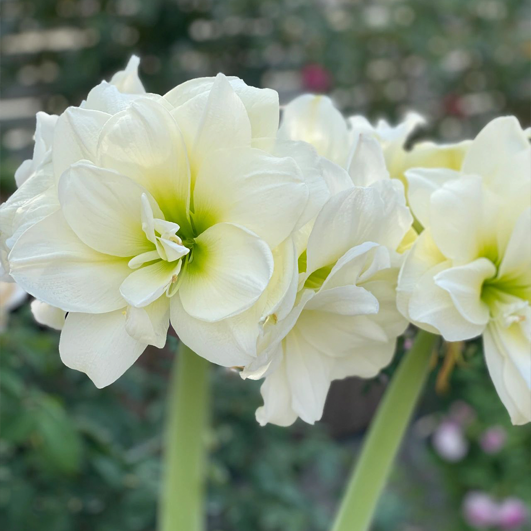 Amaryllis Bulbs - Afrey-Plantjoyfarm-flower bulb,Flower Seeds