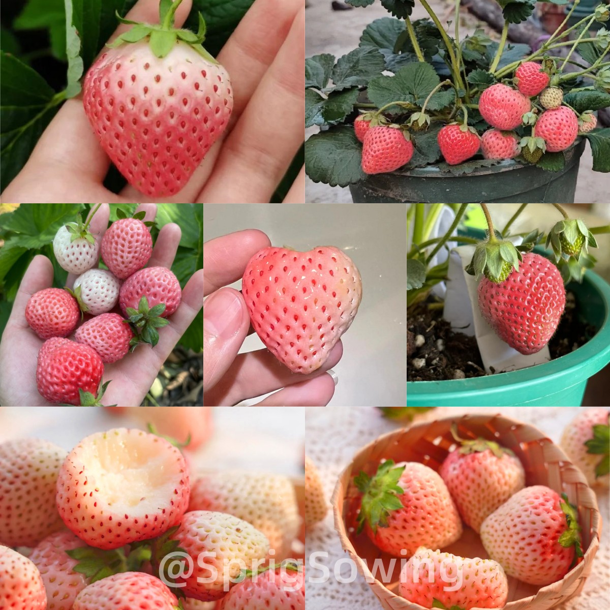 PEACH LAVENDER STRAWBERRY SEEDS (PEACH FLAVOR)-Plantjoyfarm-