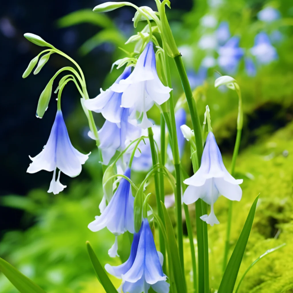 🧚‍♂️🔔Bluebell—The Lucky Bell Of Fairies-Plantjoyfarm-best selling,Garden Seeds
