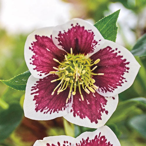 Honeymoon Hellebore Collection-Plantjoyfarm-Flower Seeds,Garden Seeds,best selling