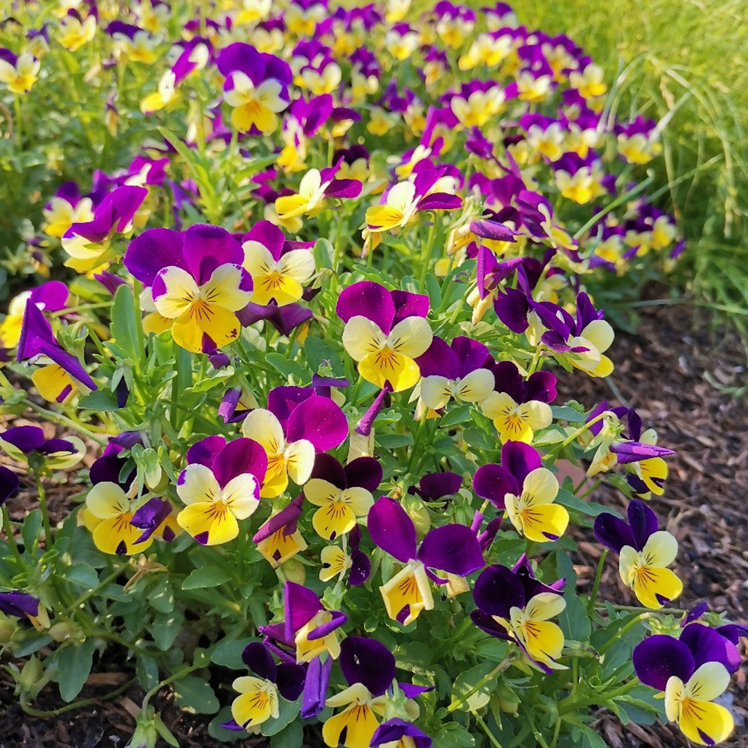 Pansy Seeds - Mix-Plantjoyfarm-Flower Seeds
