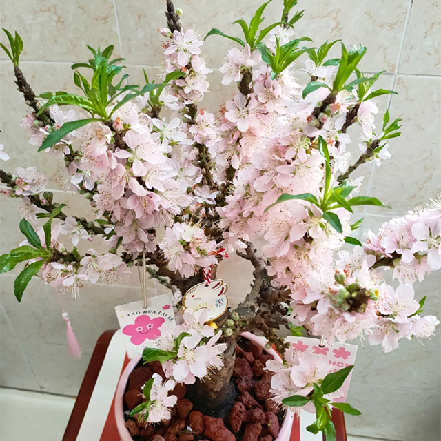 Peach Blossom Bonsai Houseplant Seeds-Plantjoyfarm-Garden Seeds,Fruit Seeds,best selling