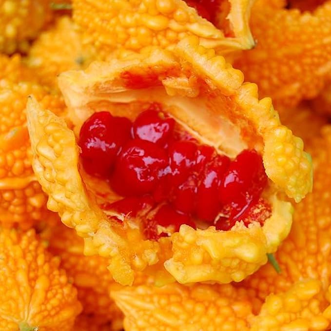 Lai Grape Seeds for Garden Bitter Gourd Seeds-Plantjoyfarm-