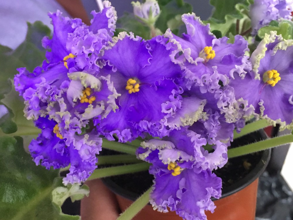 Violet - Saintpaulija Reigning Beauty-Plantjoyfarm-Flower Seeds,Garden Seeds,best selling