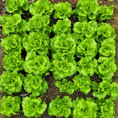 Organic Lettuce Seeds-Plantjoyfarm-Vegetable Seeds,best selling