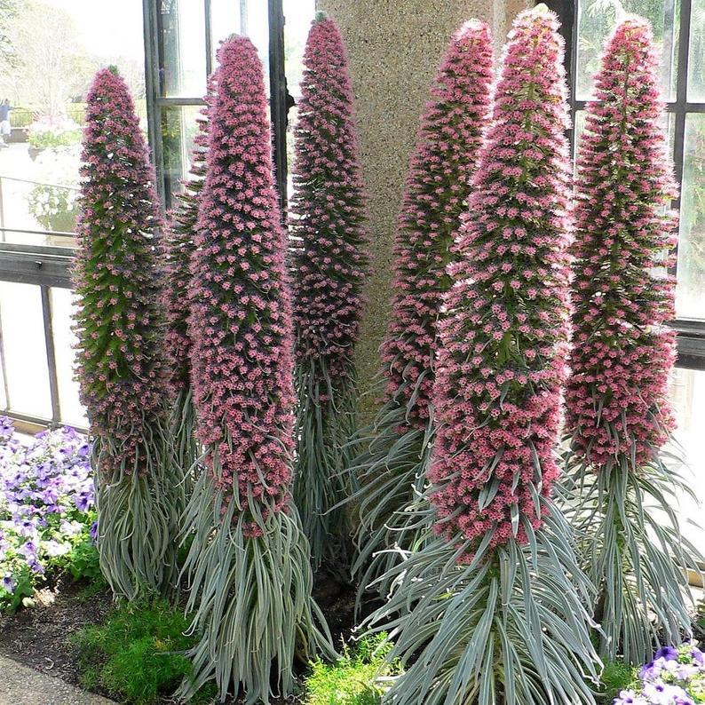 TOWER OF JEWELS Red Bugloss Echium Wildpretii Ruby Hummingbird Flower Seeds *Flat Shipping-Plantjoyfarm-Flower Seeds,Garden Seeds,best selling
