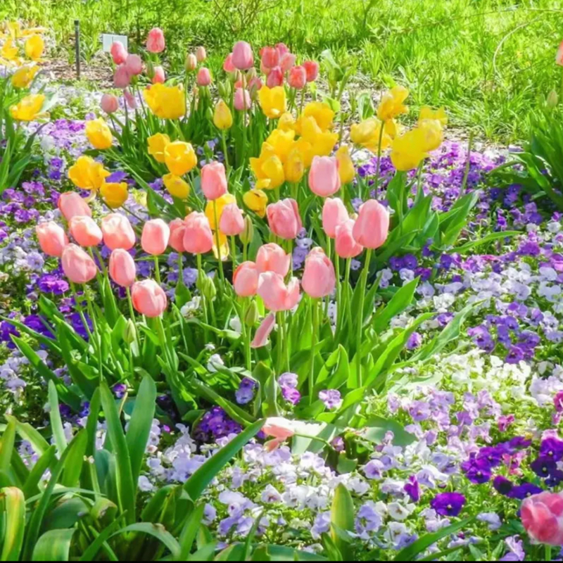Tulip Bulbs - Marie Pink-Plantjoyfarm-Flower Seeds,flower bulb