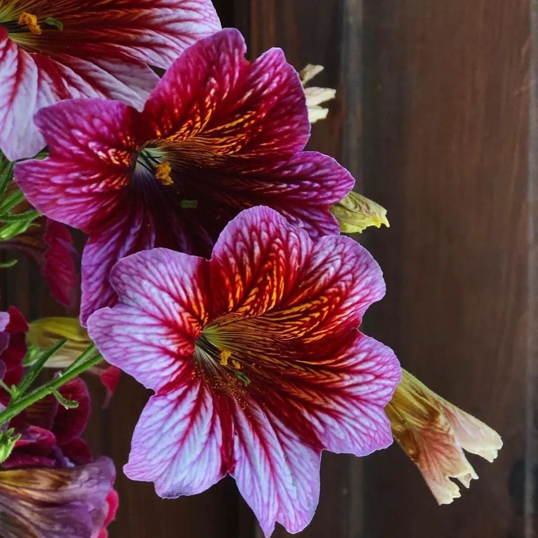 Chilean Morning Glory Seeds-Plantjoyfarm-