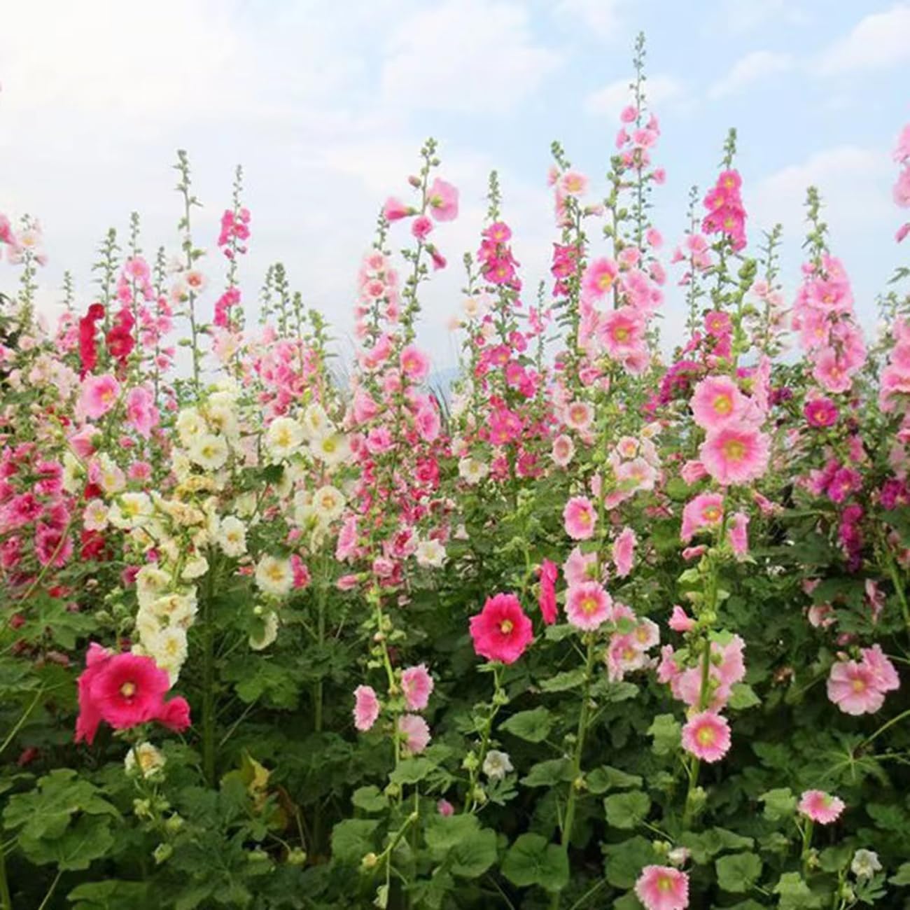 Last Day Sale - 50% OFF-🌸🌿Double Hollyhock Seeds-Plantjoyfarm-Garden Seeds,Flower Seeds,Flowers Seeds