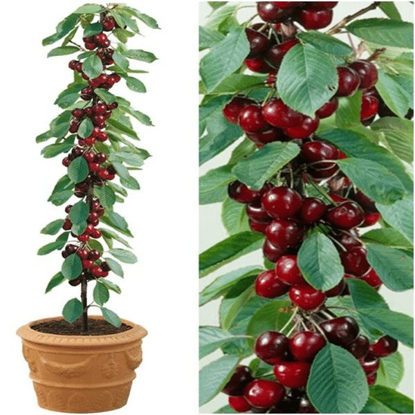 Rainier Cherry Fruit Seeds(Buy 3 Get 1 Free)-Plantjoyfarm-Fruit Seeds