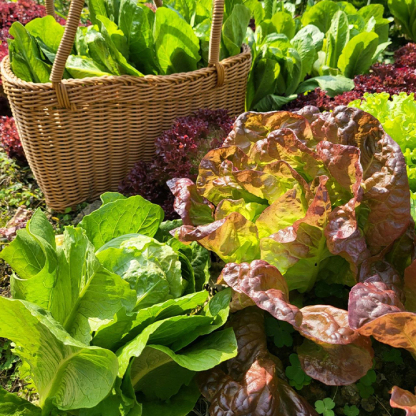 Organic Lettuce Seeds-Plantjoyfarm-Vegetable Seeds,best selling